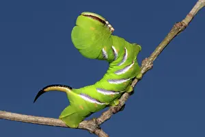 Sphingid: Privet hawk moth caterpillar sitting on branch right