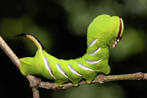 Sphingid: Privet hawk moth Caterpillar sitting on brown twig