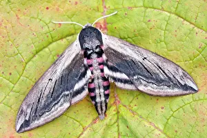 Privet: Privet Hawk Moth at rest