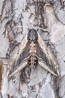 Hawkmoth: Privet hawk-moth at rest, Norfolk UK