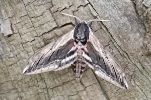 Hawkmoth: Privet hawk-moth at rest, Norfolk UK