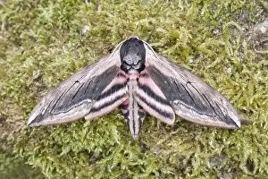 250417: Privet hawk-moth at rest, Norfolk UK