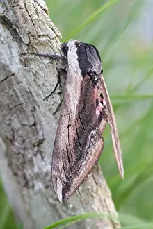 130619: Privet hawk moth at rest - Norfolk UK