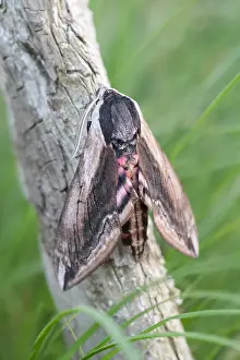 130619: Privet hawk moth at rest - Norfolk UK