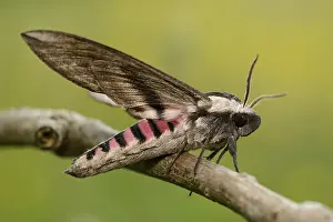 Lincolnshire: Privet Hawk Moth (Sphinx ligustri) resting on a