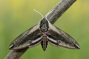 Lincolnshire: Privet Hawk Moth (Sphinx ligustri) resting on a