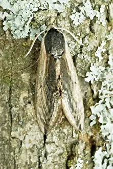 Privet: Privet hawk - Resting on tree trunk