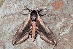 Privet: Privet Hawkmoth