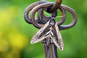 Hawkmoth: Privet Hawkmoth