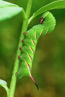 Hawkmoth: Privet Hawkmoth caterpillar
