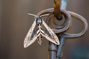 Keys: Privet Hawkmoth - Garden Ornament