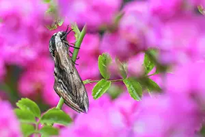 Roses: Privet Hawkmoth - on Rose - UK