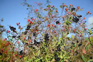 Canina: Privet (Ligustrum vulgare) and Dog Rose (Rosa canina)