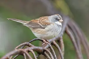Probable: Probable White-throated Sparrow/Dark-eyed Junco Hybrid. Hamd