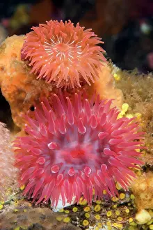 Damselfishes: Probably two different species of anemone the orange a brood