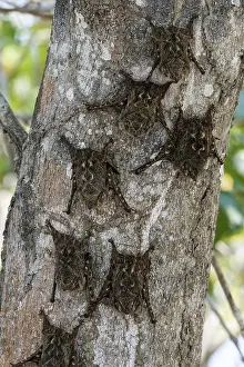 Proboscis: Proboscis bat (Rhynchonycteris naso) on a trunk