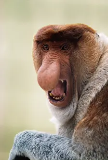 Larvatus: Proboscis / Long-nosed MONKEY