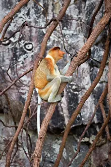 Iarvatus: Proboscis / Long-nosed Monkey