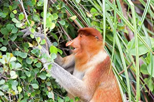 Iarvatus: Proboscis / Long-nosed Monkey