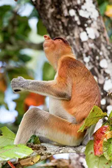 Sarawak: Proboscis / Long-nosed Monkey