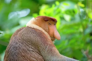 Sarawak: Proboscis / Long-nosed Monkey