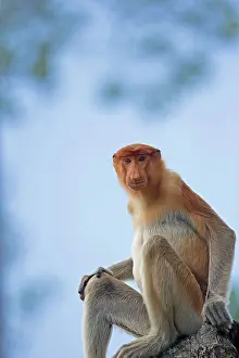 Iarvatus: Proboscis / Long-nosed Monkey