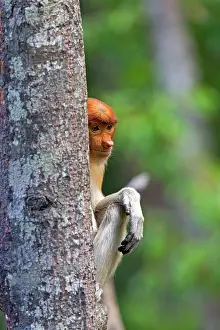 Iarvatus: Proboscis / Long-nosed Monkey