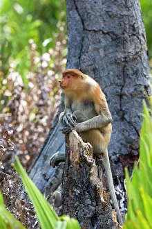 Iarvatus: Proboscis / Long-nosed Monkey