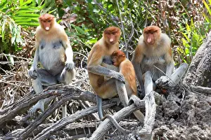 Iarvatus: Proboscis / Long-nosed Monkey