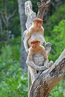 Iarvatus: Proboscis / Long-nosed Monkey