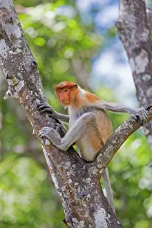 Iarvatus: Proboscis / Long-nosed Monkey
