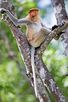 Iarvatus: Proboscis / Long-nosed Monkey