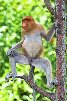 Iarvatus: Proboscis / Long-nosed Monkey
