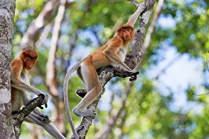 Iarvatus: Proboscis / Long-nosed Monkey