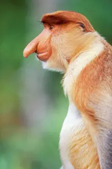Nose: Proboscis / Long-nosed MONKEY