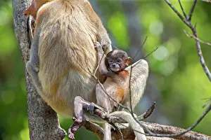 Iarvatus: Proboscis / Long-nosed Monkey - adult female and baby