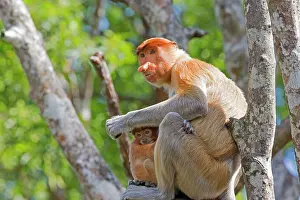 Iarvatus: Proboscis / Long-nosed Monkey - adult female and baby