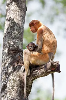 Iarvatus: Proboscis / Long-nosed Monkey - adult female and baby