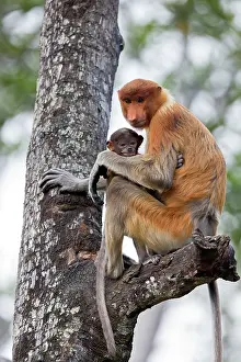Iarvatus: Proboscis / Long-nosed Monkey - adult female and baby
