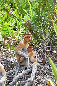 Iarvatus: Proboscis / Long-nosed Monkey - adult female and baby