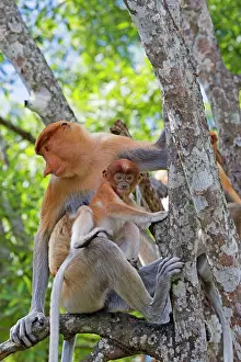 Iarvatus: Proboscis / Long-nosed Monkey - adult female and baby