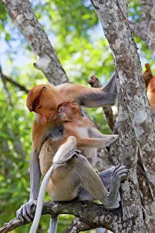 Iarvatus: Proboscis / Long-nosed Monkey - adult female and baby