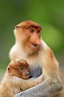 Iarvatus: Proboscis / Long-nosed Monkey - adult female and baby