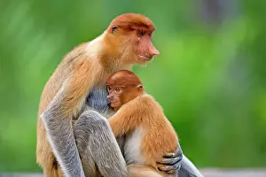 Iarvatus: Proboscis / Long-nosed Monkey - adult female and baby