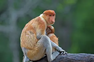Iarvatus: Proboscis / Long-nosed Monkey - adult female and baby