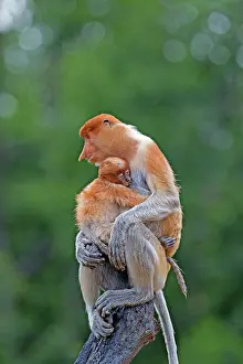 Iarvatus: Proboscis / Long-nosed Monkey - adult female and baby