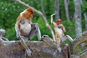 Iarvatus: Proboscis / Long-nosed Monkey - adult female and baby