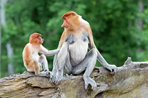 Iarvatus: Proboscis / Long-nosed Monkey - adult female and baby