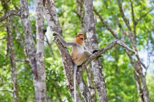 Iarvatus: Proboscis / Long-nosed Monkey - calling