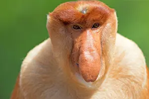 Iarvatus: Proboscis / Long-nosed Monkey - chief male